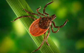 close up image of a tick